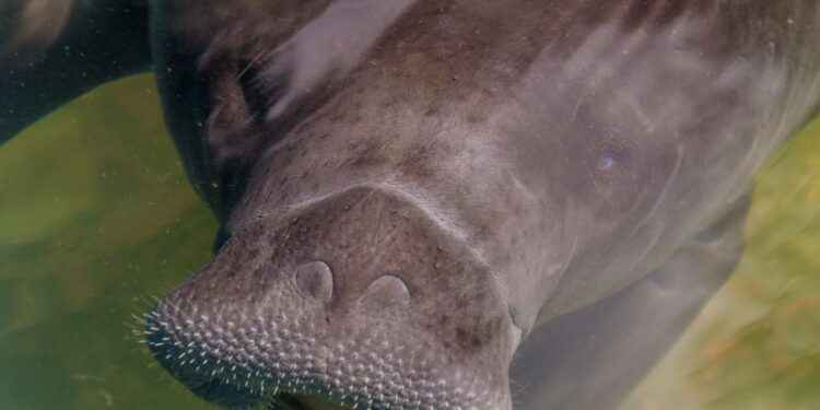 Ecuador: primeras estimaciones sobre el manatí amazónico