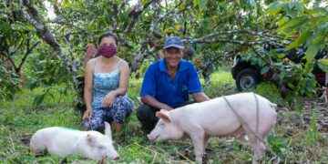 Producción porcina de comunidades tiene su espacio.