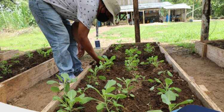 Asistencia técnica para las organizaciones del FDA