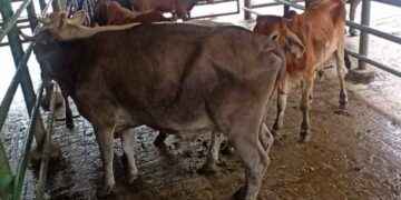 Falso vacunador fue detenido con semovientes reportados como robados