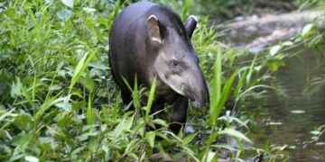 La gestación del Tapir tiene una duración de 385 a 412 días, proceso afectado por la caza.