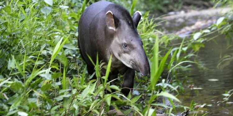 La gestación del Tapir tiene una duración de 385 a 412 días, proceso afectado por la caza.