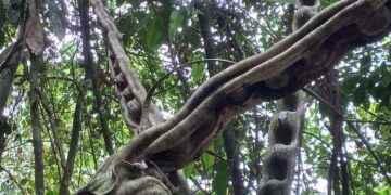 Servicios de área recreativa deportiva con canchas de indor, ecuavóley, pesca y kayak y balneario