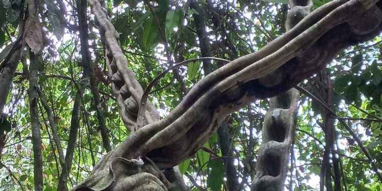 Servicios de área recreativa deportiva con canchas de indor, ecuavóley, pesca y kayak y balneario