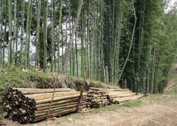 En la Amazonía existen 24 especies de bambú, 10 nativas y 14 exóticas.