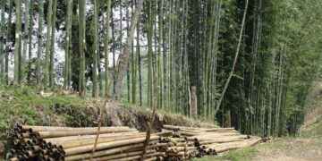 En la Amazonía existen 24 especies de bambú, 10 nativas y 14 exóticas.