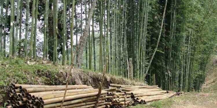 En la Amazonía existen 24 especies de bambú, 10 nativas y 14 exóticas.