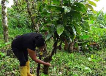 Productores siguen las reglas para mejorar la producción del cacao