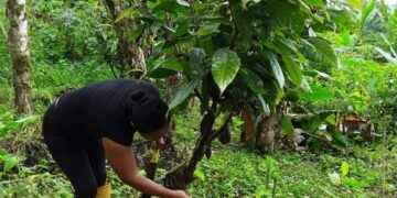 Productores siguen las reglas para mejorar la producción del cacao