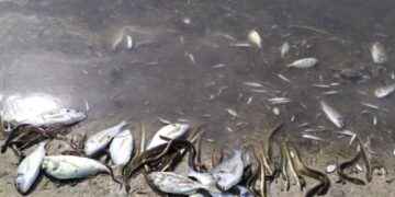 En los próximos 30 días, la Universidad IKIAM emitirá resultados sobre posibles causas de la muerte de los peces.