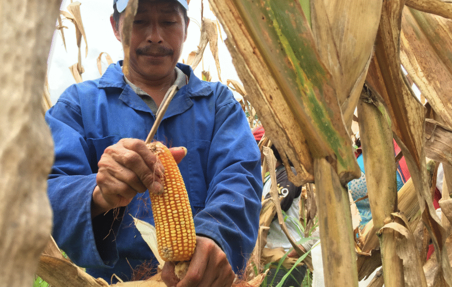Agricultores que disponen de la maquinaria producirán más de lo que alcanzaban en épocas anteriores
