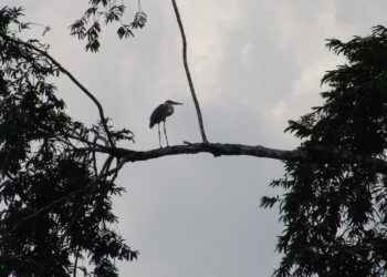 PRIMER DIÁLOGO HACIA UNA PRODUCCIÓN DE PALMA LIBRE DE DEFORESTACIÓN EN LA AMAZONÍA NORTE