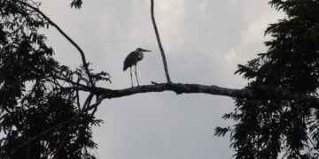 PRIMER DIÁLOGO HACIA UNA PRODUCCIÓN DE PALMA LIBRE DE DEFORESTACIÓN EN LA AMAZONÍA NORTE