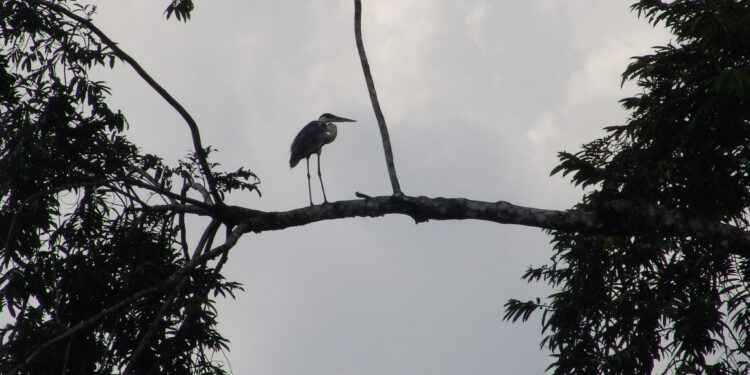 PRIMER DIÁLOGO HACIA UNA PRODUCCIÓN DE PALMA LIBRE DE DEFORESTACIÓN EN LA AMAZONÍA NORTE