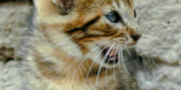 Descubierto un nuevo patógeno en la mordida de un gato callejero