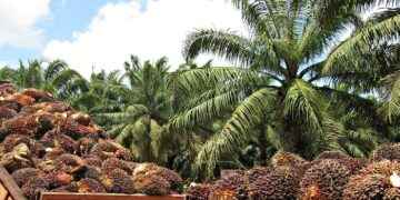 Aceite de palma