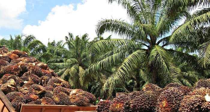 Aceite de palma