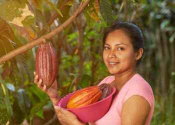 Cacao