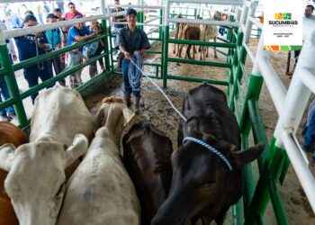 Prefectura de Sucumbíos entrego 80 vaconas para ganaderos.
