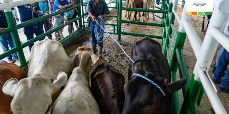 Prefectura de Sucumbíos entrego 80 vaconas para ganaderos.
