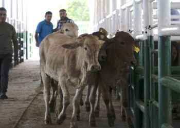 Se reaviva la Esperanza de mejorar la economía ganadera con apoyo de la Prefectura de Sucumbíos.