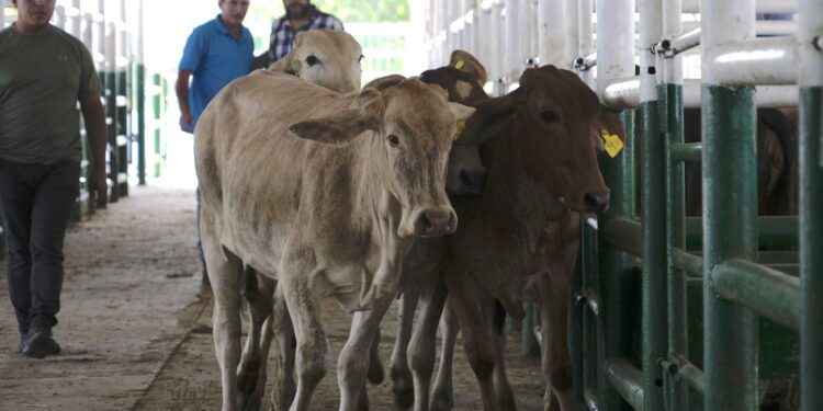 Se reaviva la Esperanza de mejorar la economía ganadera con apoyo de la Prefectura de Sucumbíos.