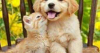 El próximo 5 de octubre se desarrolla el perrotón.