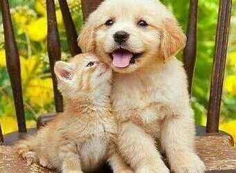 El próximo 5 de octubre se desarrolla el perrotón.