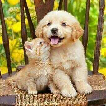 El próximo 5 de octubre se desarrolla el perrotón.