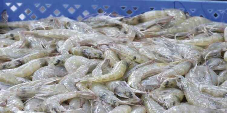 GOBIERNO ADMITE QUE CAMARÓN ESTÁ REEMPLAZANDO AL PETRÓLEO COMO PRINCIPAL INGRESO