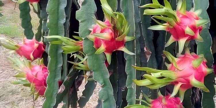 GOBIERNO IMPULSA CENTRO DE ACOPIO DE PITAHAYA EN MORONA SANTIAGO QUE BENEFICIARÁ A 70 FAMILIAS PRODUCTORAS