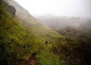 “Jachi, el perro que convirtió una tragedia en milagro en el cerro Puñay”