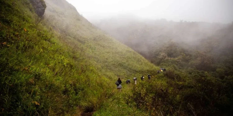“Jachi, el perro que convirtió una tragedia en milagro en el cerro Puñay”