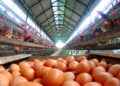 Crisis por sobreoferta: el precio del huevo se derrumba en Ecuador
