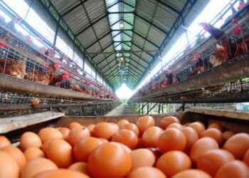 Crisis por sobreoferta: el precio del huevo se derrumba en Ecuador