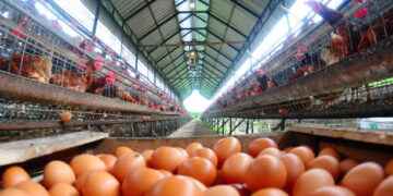 Crisis por sobreoferta: el precio del huevo se derrumba en Ecuador