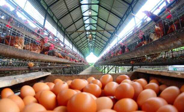 Crisis por sobreoferta: el precio del huevo se derrumba en Ecuador