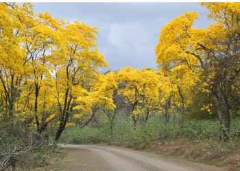 DEL 21 AL 25 DE ENERO, LIMONES VIVE EL MÁXIMO ESPLENDOR DEL FLORECIMIENTO DE GUAYACANES