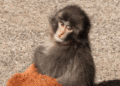MACACO PUNCH CELEBRÓ SU PRIMER AÑO DE VIDA TRAS SUPERAR EL ABANDONO MATERNO EN JAPÓN