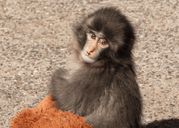 MACACO PUNCH CELEBRÓ SU PRIMER AÑO DE VIDA TRAS SUPERAR EL ABANDONO MATERNO EN JAPÓN