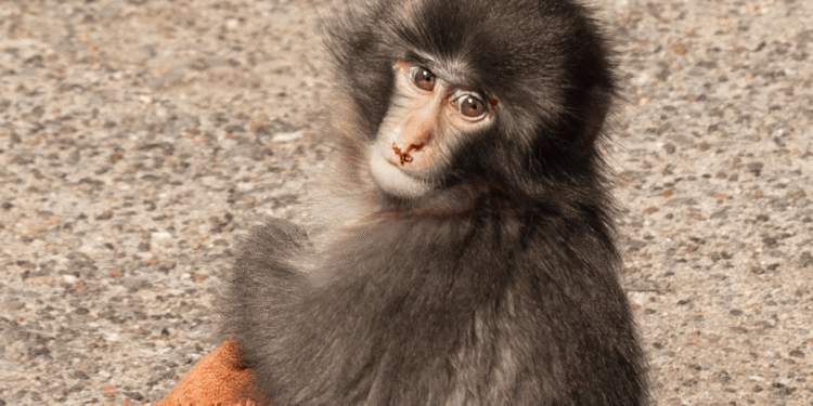 MACACO PUNCH CELEBRÓ SU PRIMER AÑO DE VIDA TRAS SUPERAR EL ABANDONO MATERNO EN JAPÓN