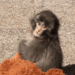 MACACO PUNCH CELEBRÓ SU PRIMER AÑO DE VIDA TRAS SUPERAR EL ABANDONO MATERNO EN JAPÓN