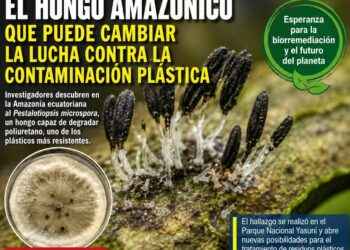 EL HONGO AMAZÓNICO QUE PUEDE CAMBIAR LA LUCHA CONTRA LA CONTAMINACIÓN PLÁSTICA