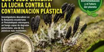 EL HONGO AMAZÓNICO QUE PUEDE CAMBIAR LA LUCHA CONTRA LA CONTAMINACIÓN PLÁSTICA