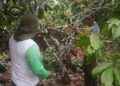 ALCALDÍA FORTALECE CONOCIMIENTOS DE PRODUCTORES DE ARMENIA SOBRE EL CULTIVO DE CACAO