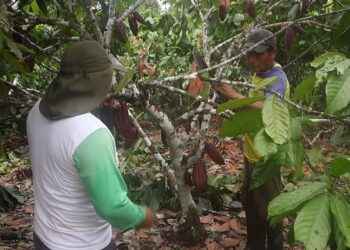 ALCALDÍA FORTALECE CONOCIMIENTOS DE PRODUCTORES DE ARMENIA SOBRE EL CULTIVO DE CACAO