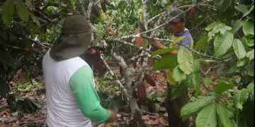 ALCALDÍA FORTALECE CONOCIMIENTOS DE PRODUCTORES DE ARMENIA SOBRE EL CULTIVO DE CACAO