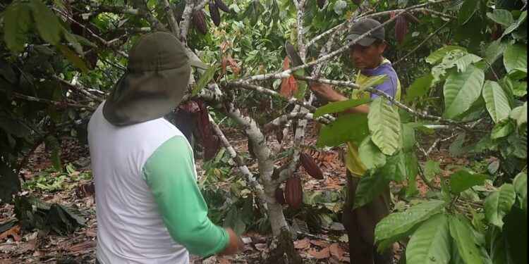 ALCALDÍA FORTALECE CONOCIMIENTOS DE PRODUCTORES DE ARMENIA SOBRE EL CULTIVO DE CACAO