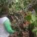 ALCALDÍA FORTALECE CONOCIMIENTOS DE PRODUCTORES DE ARMENIA SOBRE EL CULTIVO DE CACAO