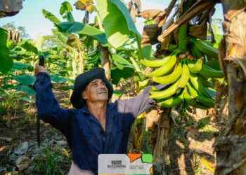 CON LÁGRIMAS EN LOS OJOS: AGRICULTORES DE SUCUMBÍOS CELEBRAN QUE SU PLÁTANO LLEGARÁ A EUROPA Y ESTADOS UNIDOS